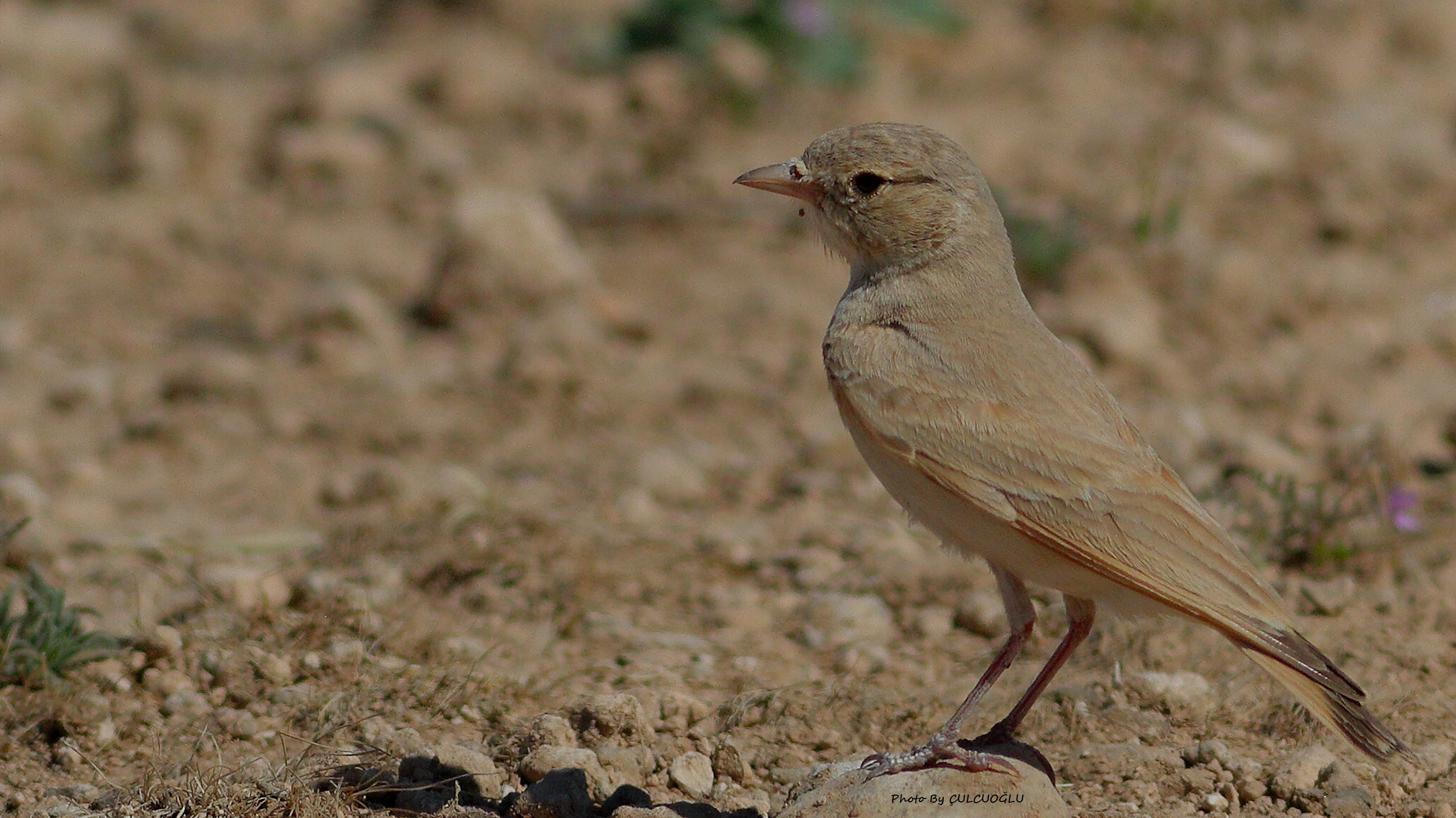 Bar-tailed Lark
